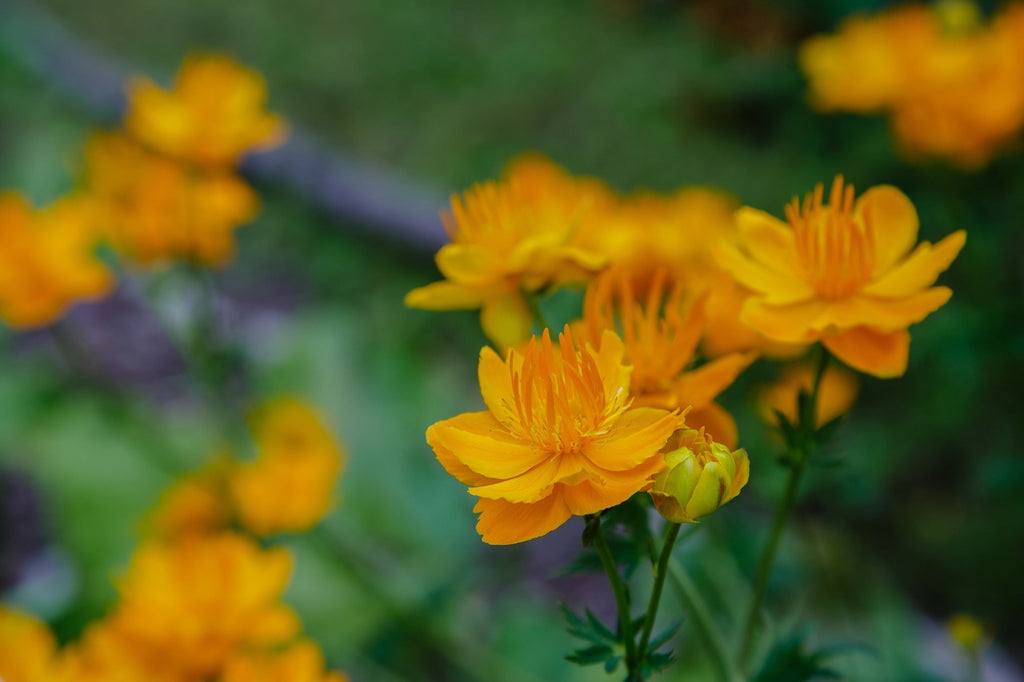 Trollius chinensis 'Golden Queen'