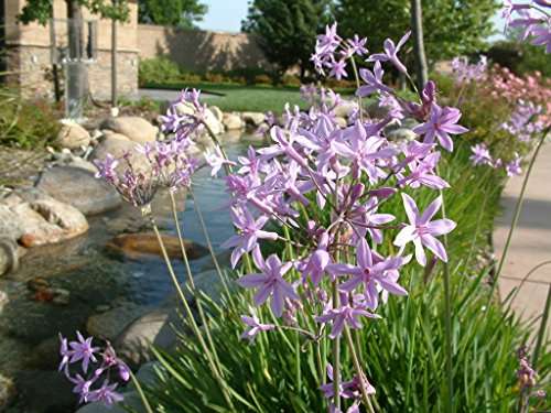 Tulbaghia violacea
