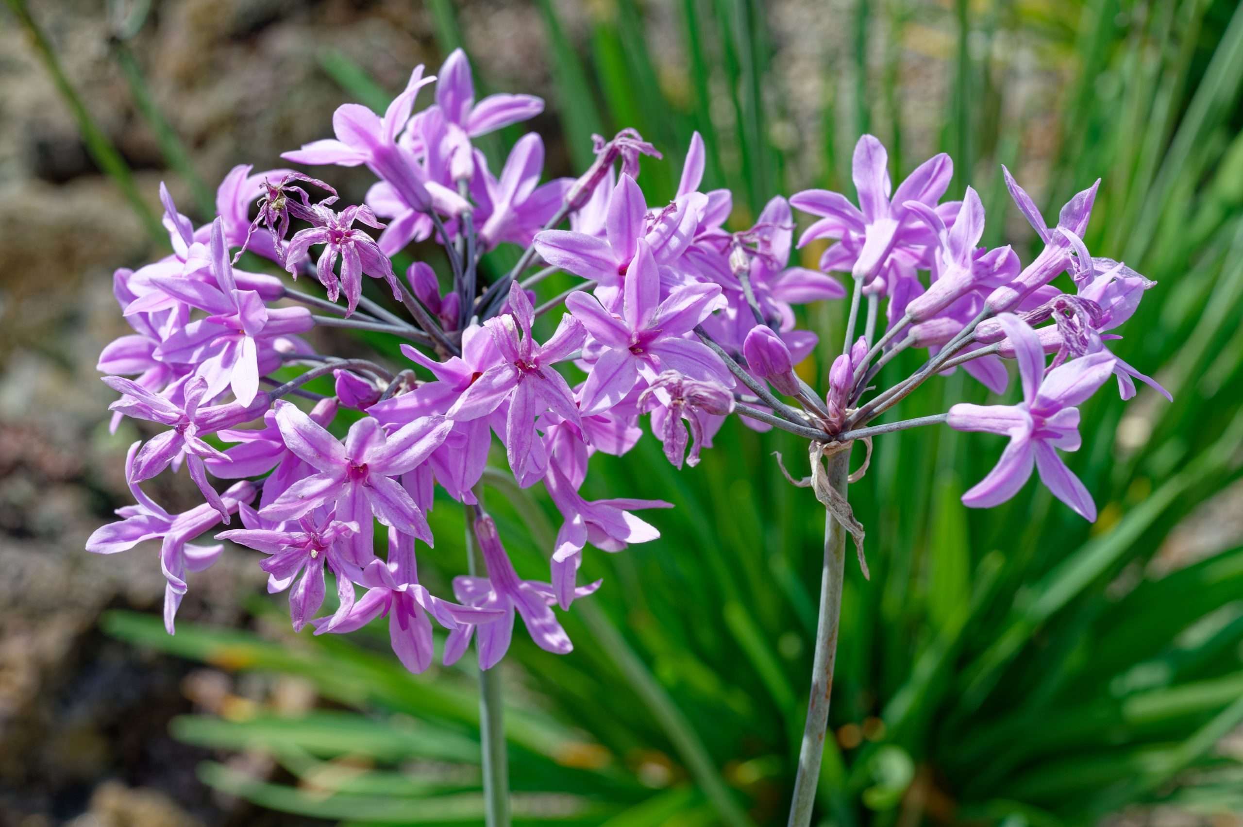 Tulbaghia violacea
