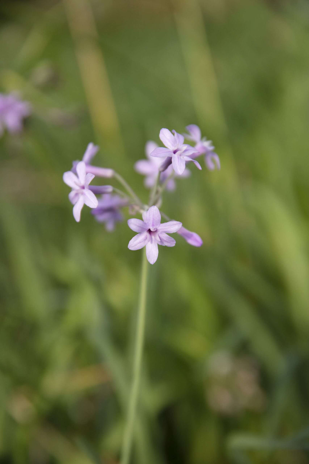 Tulbaghia violacea variegata