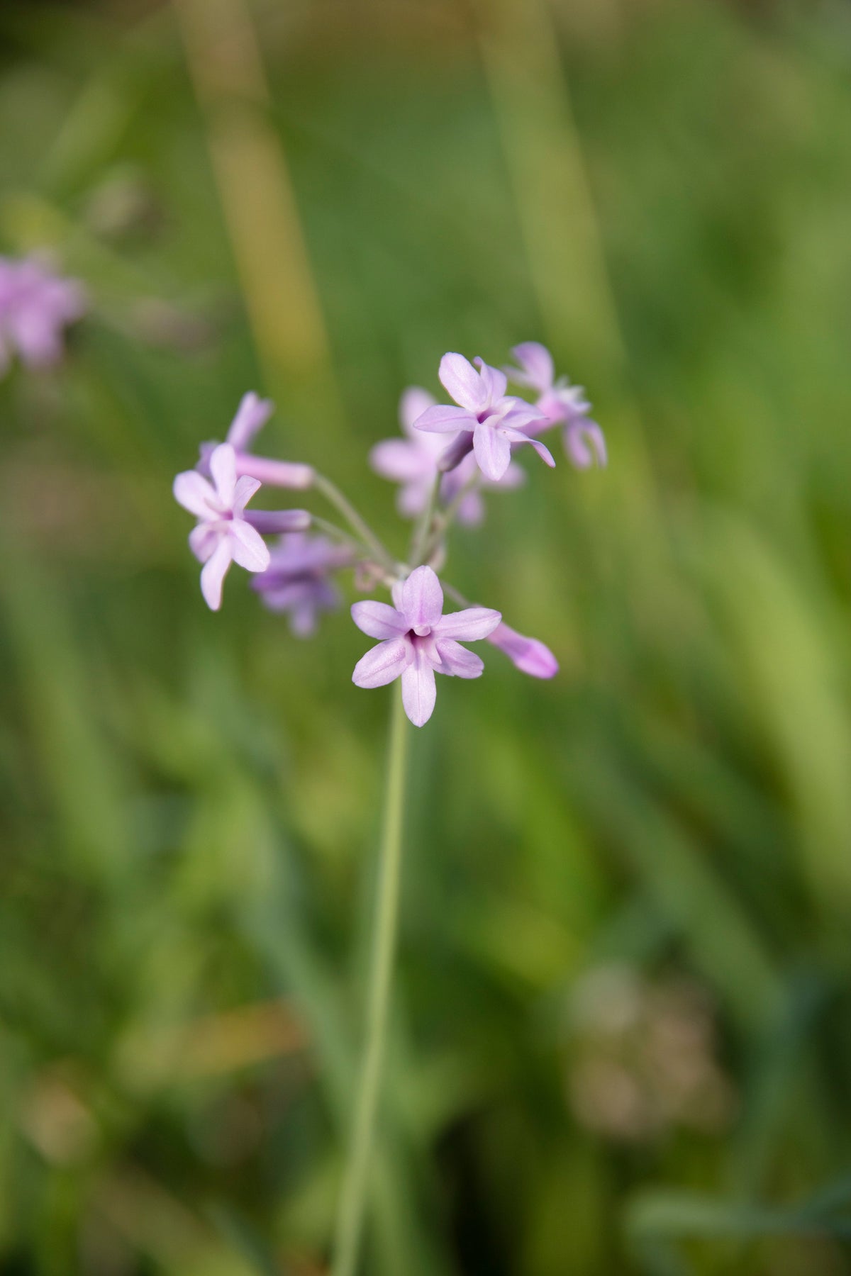 Tulbaghia violacea