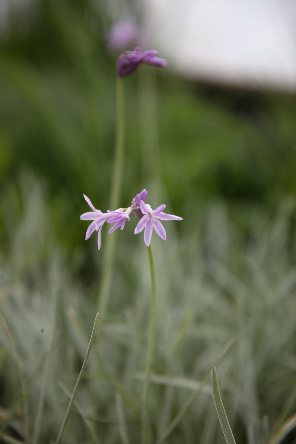 Tulbaghia violacea variegata