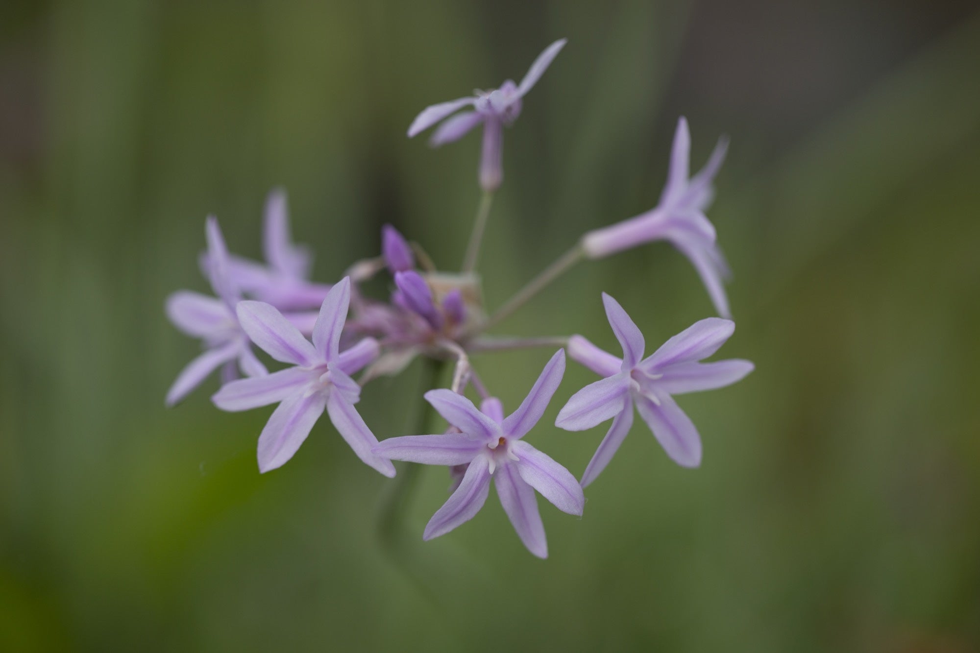 Tulbaghia violacea variegata