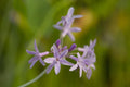 Tulbaghia violacea variegata