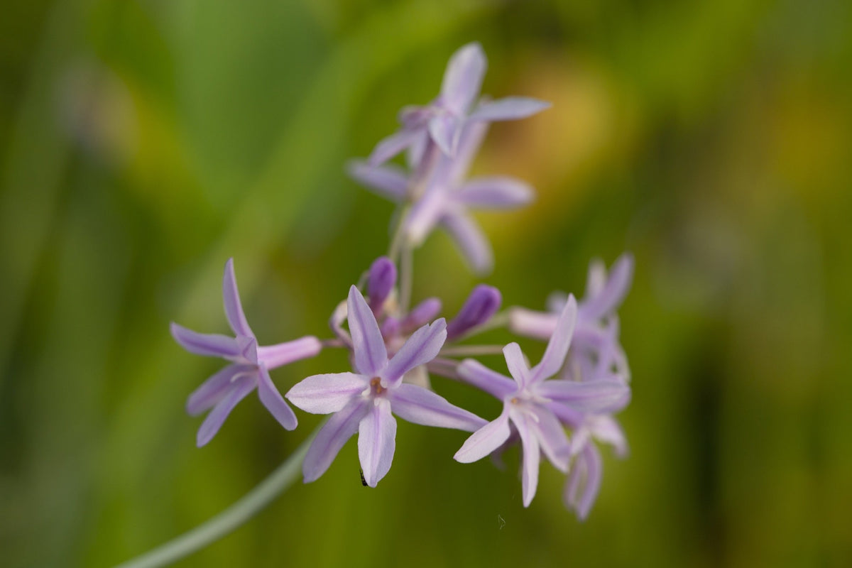 Tulbaghia violacea variegata