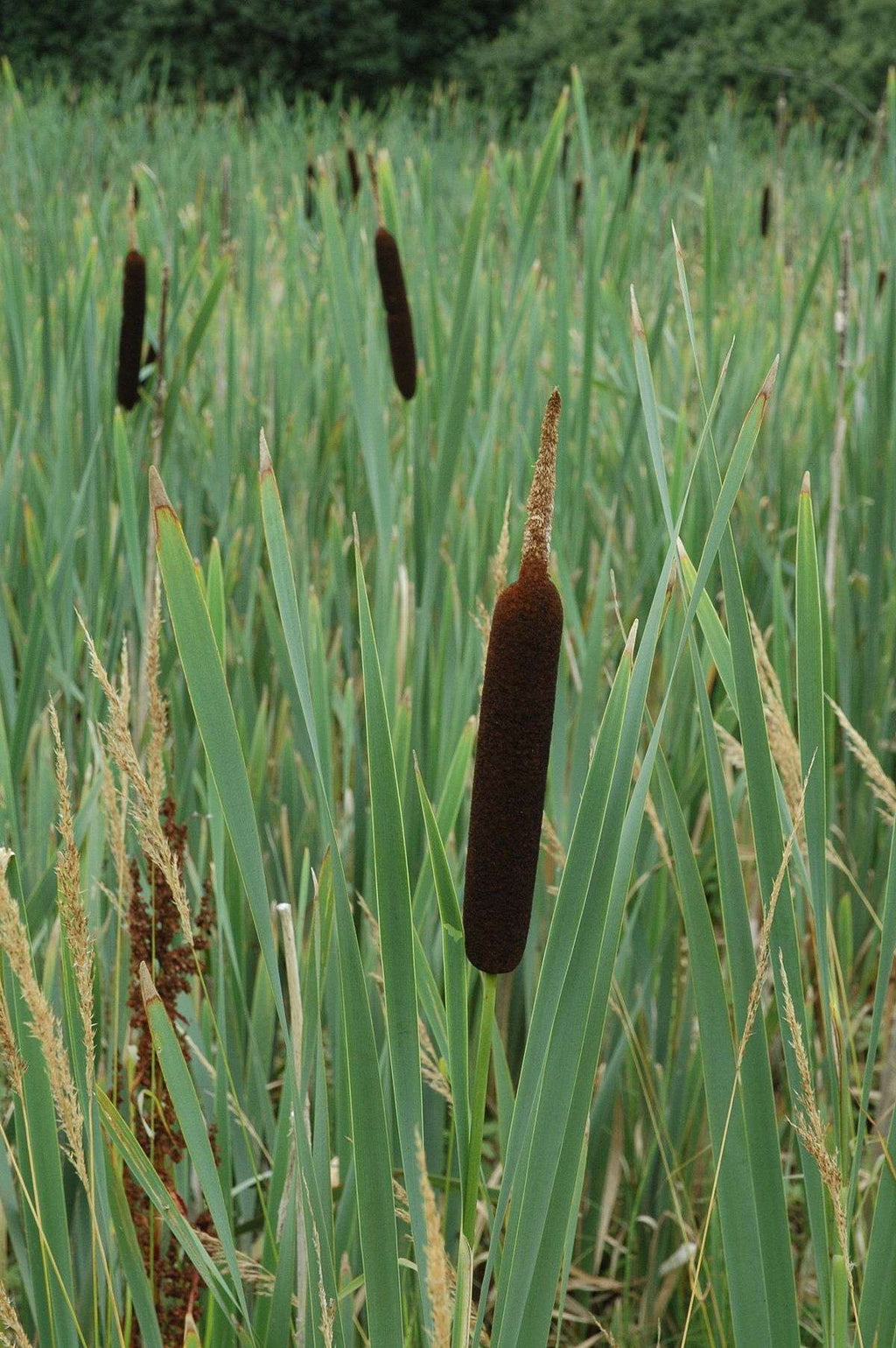 Typha gracilis
