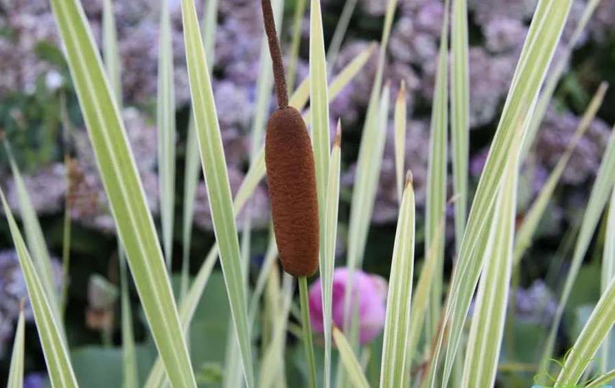 Typha latifolia variegata
