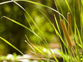 Typha laxmannii