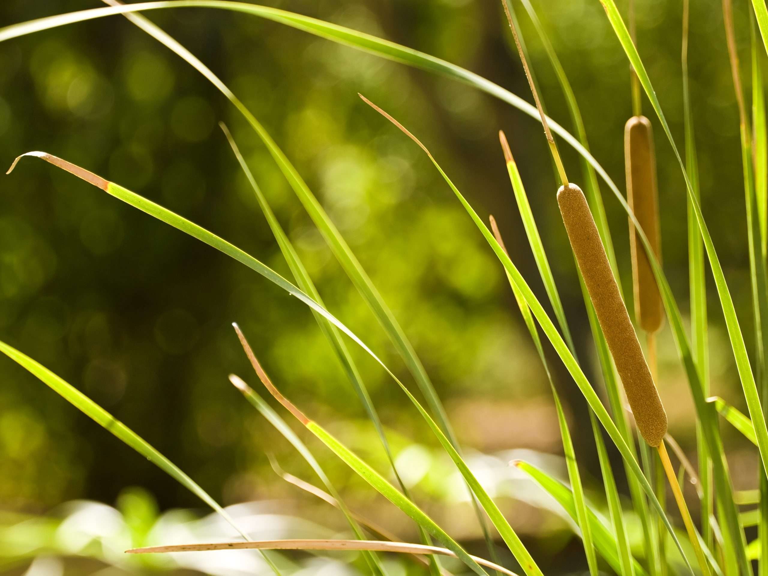 Typha laxmannii