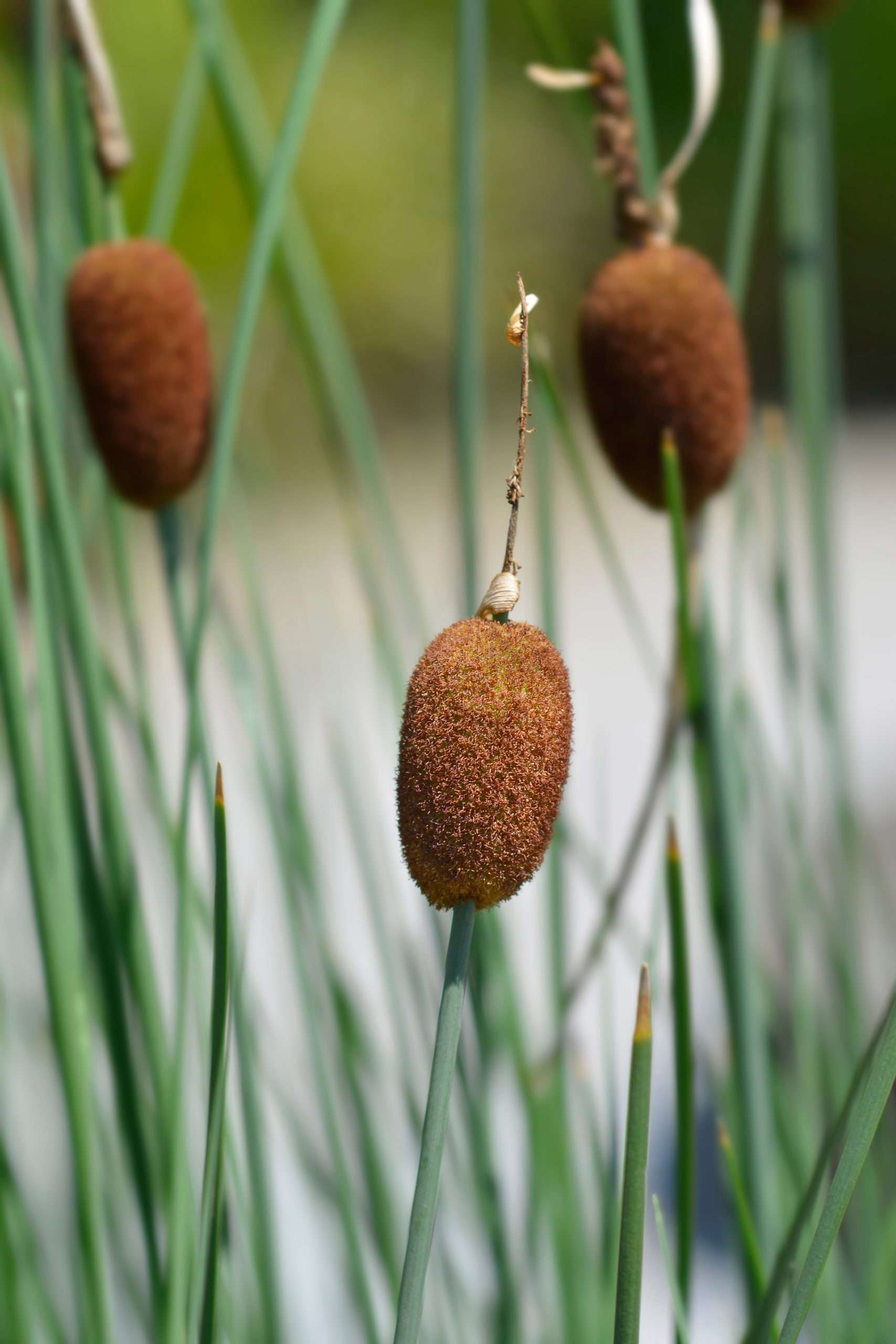 Typha minima