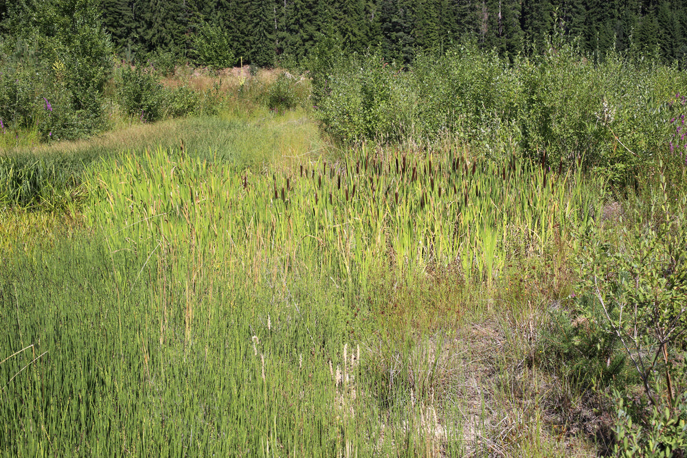 Typha shuttleworthii
