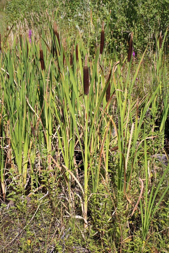 Typha shuttleworthii