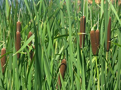 Typha latifolia