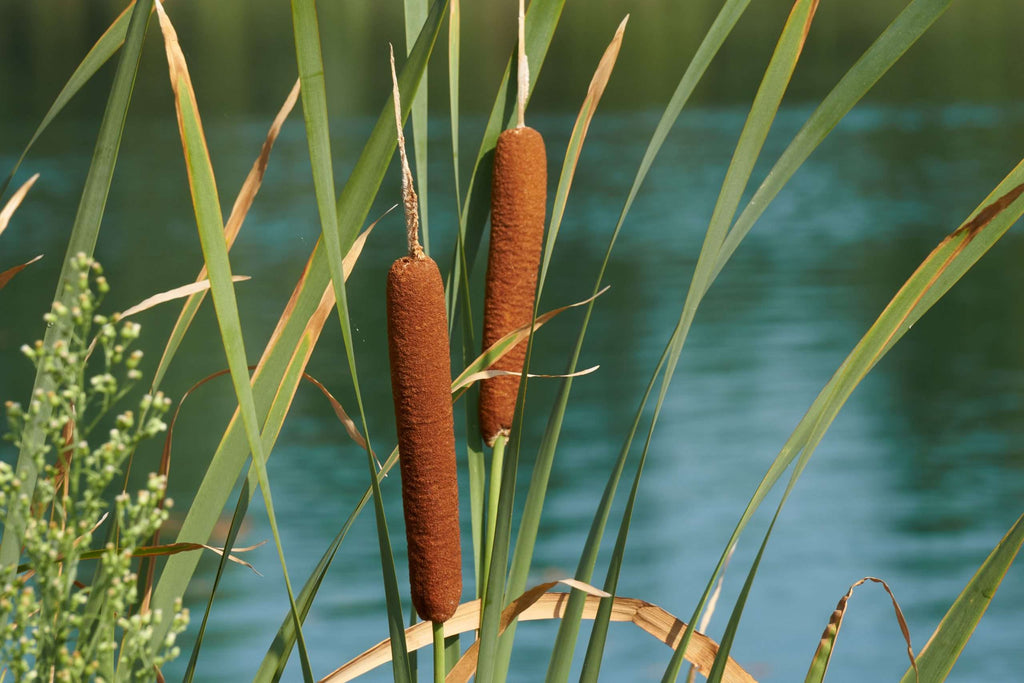 Typha latifolia