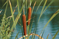 Typha latifolia