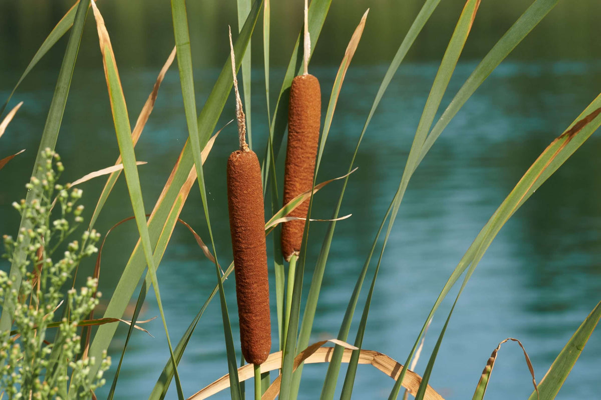 Typha latifolia