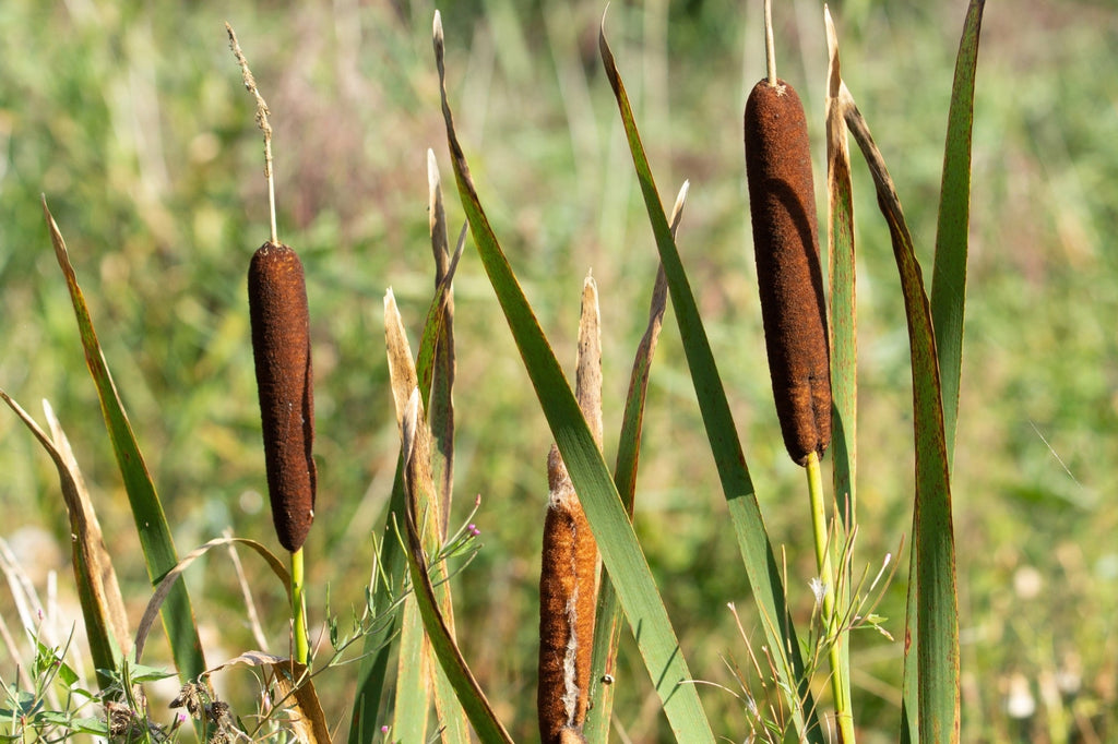 Typha angustifolia