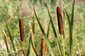 Typha angustifolia