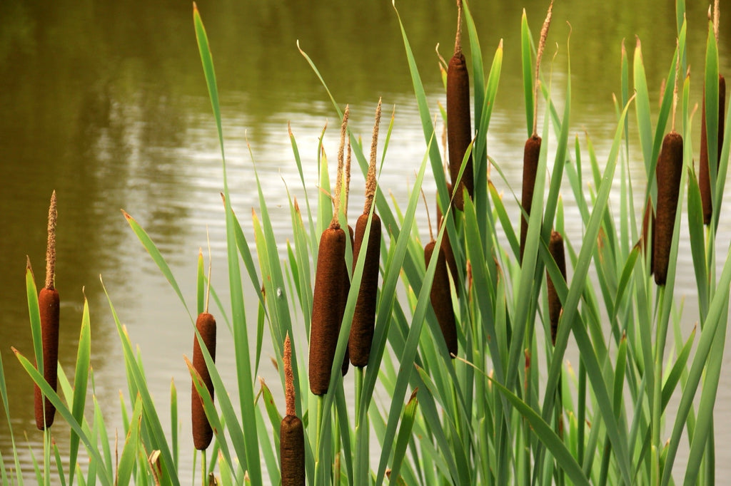 Typha angustifolia