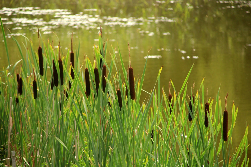 Typha angustifolia