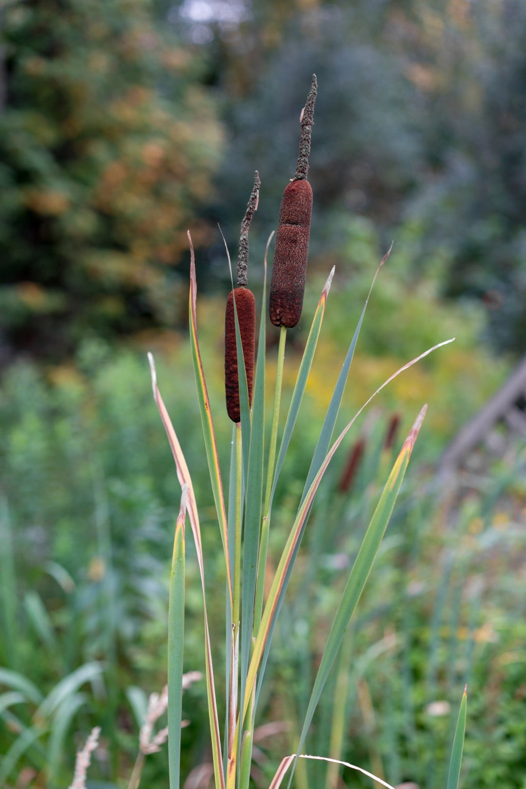 Typha angustifolia