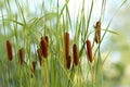 Typha gracilis