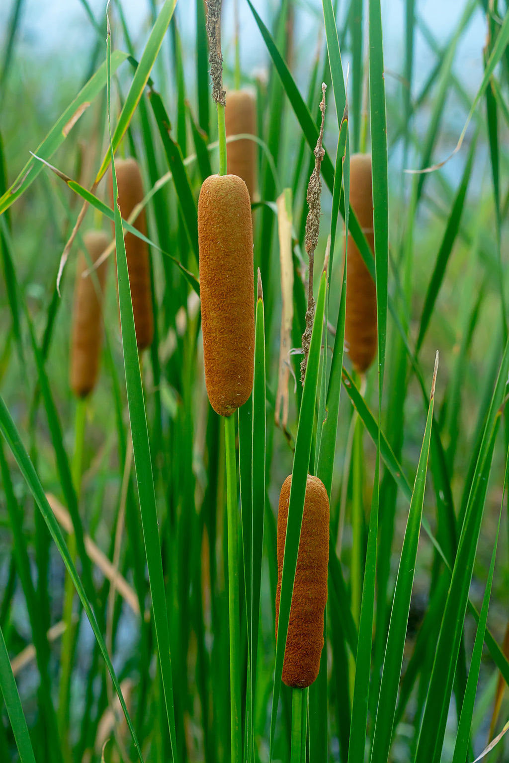 Typha gracilis