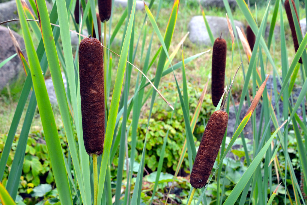 Typha gracilis