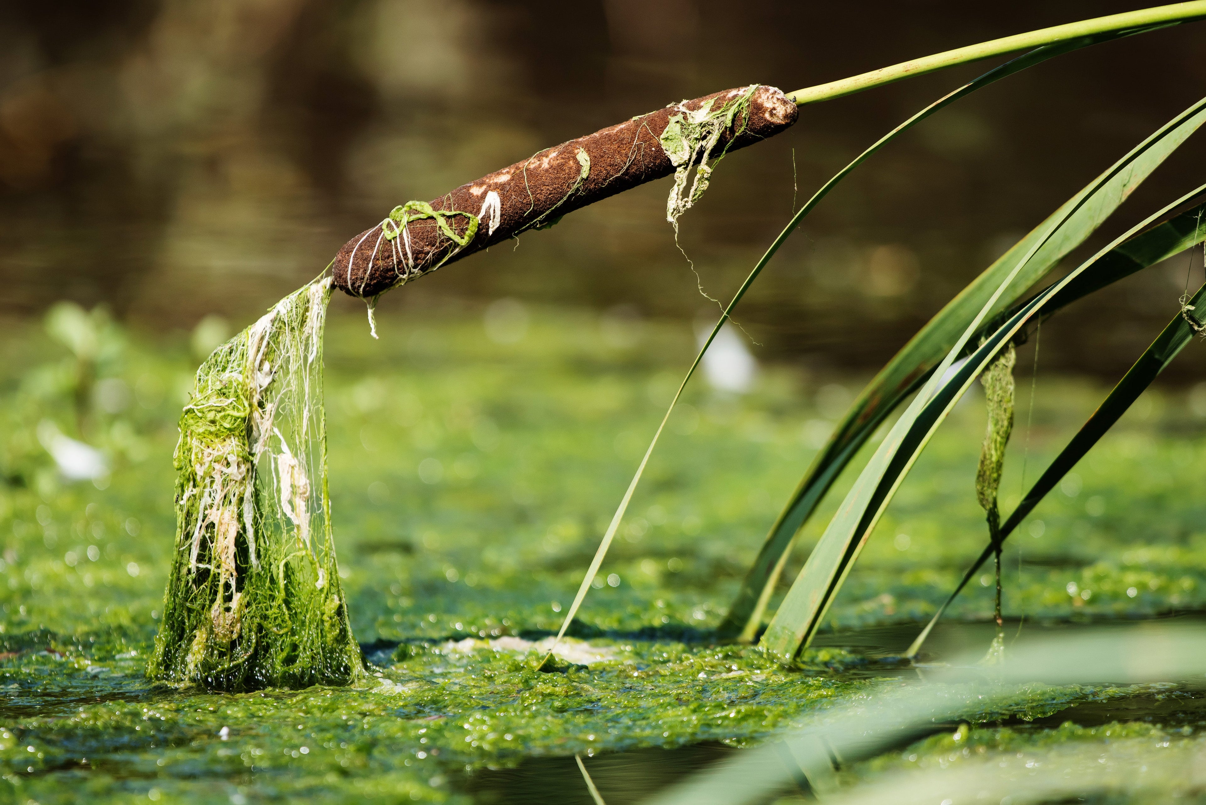 Typha latifolia variegata