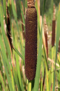 Typha shuttleworthii