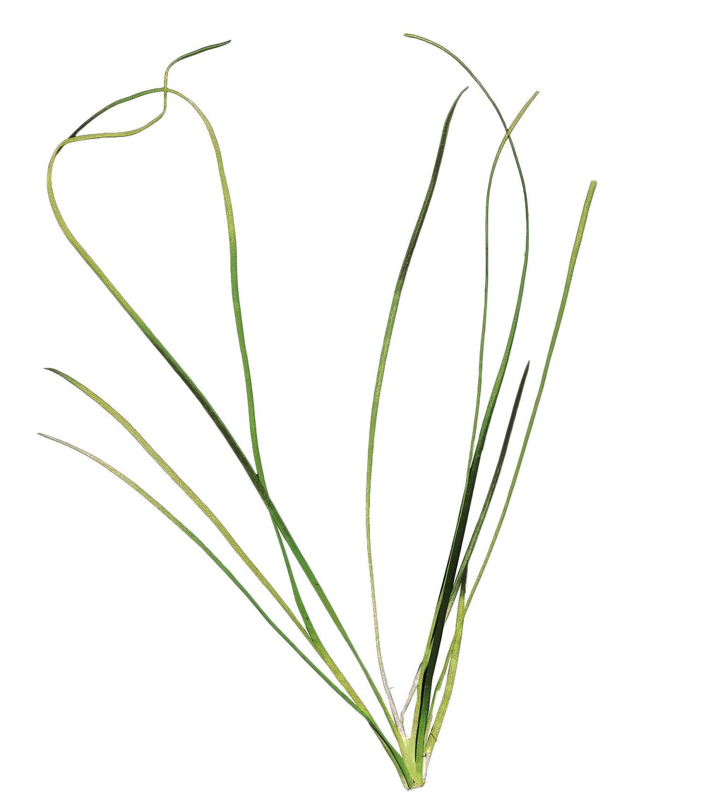 Vallisneria americana var. natans
