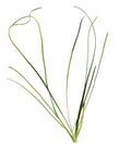 Vallisneria americana var. natans