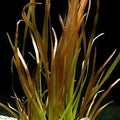 Vallisneria americana var. americana 'Rubra'