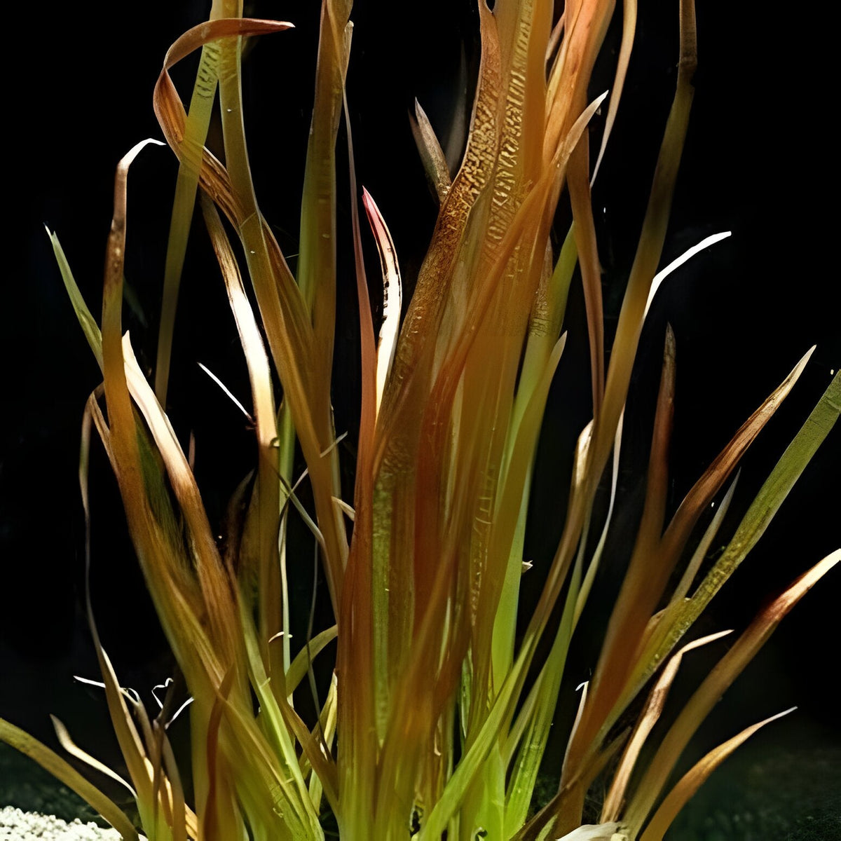Vallisneria americana var. americana 'Rubra'