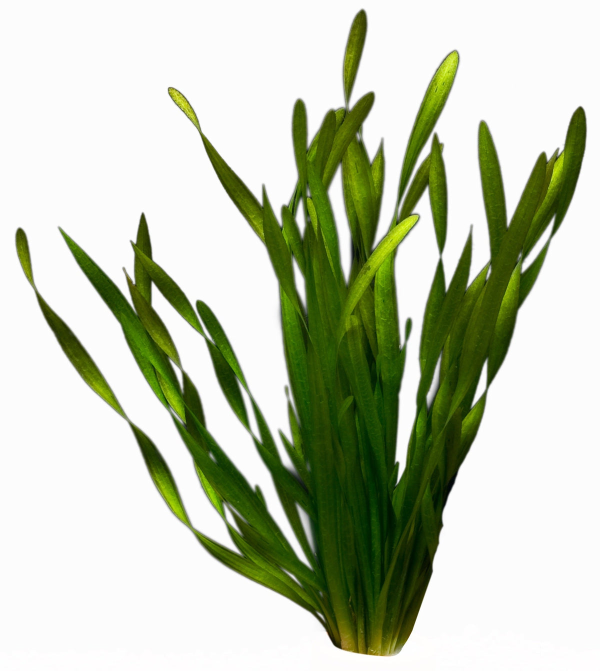 Vallisneria spiralis (torta)