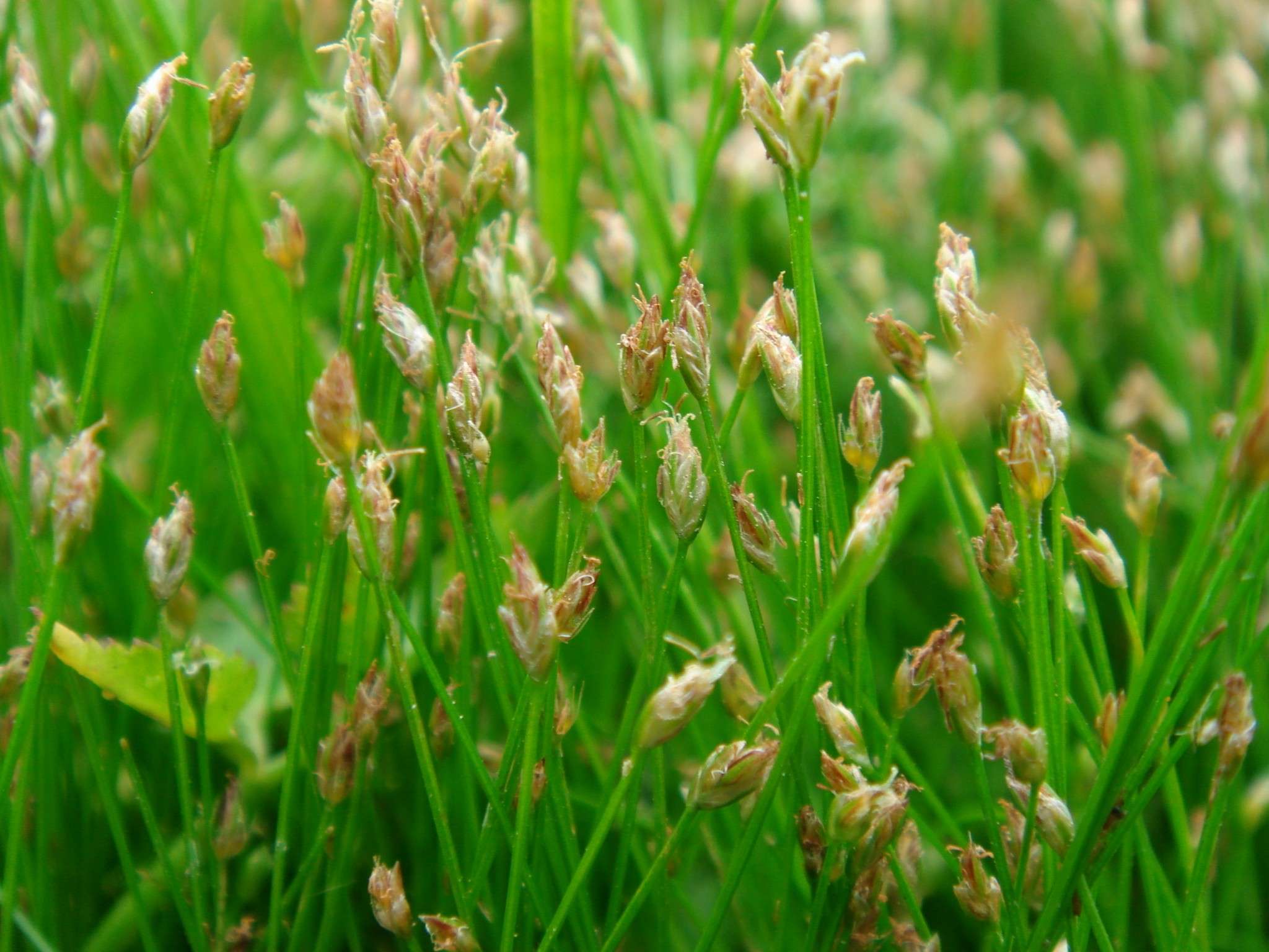Eleocharis acicularis