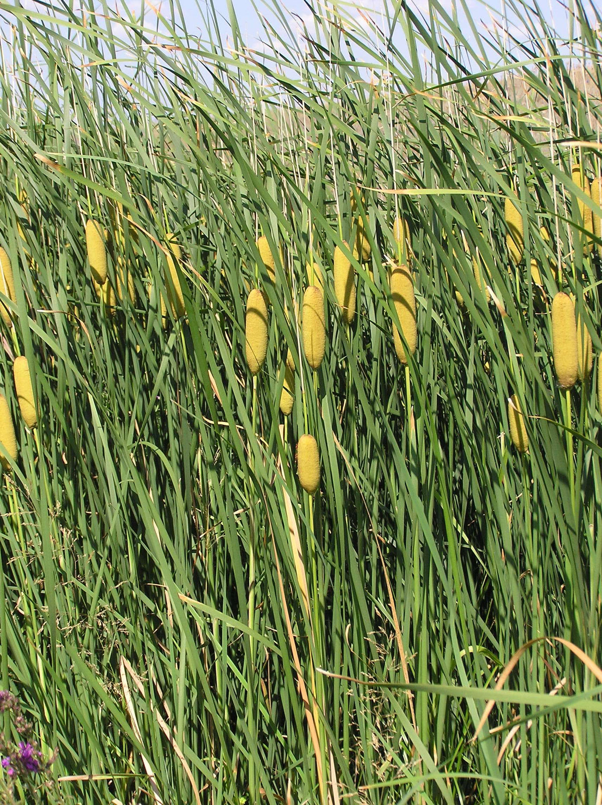 Typha laxmannii