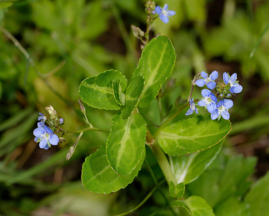 Veronica beccabunga