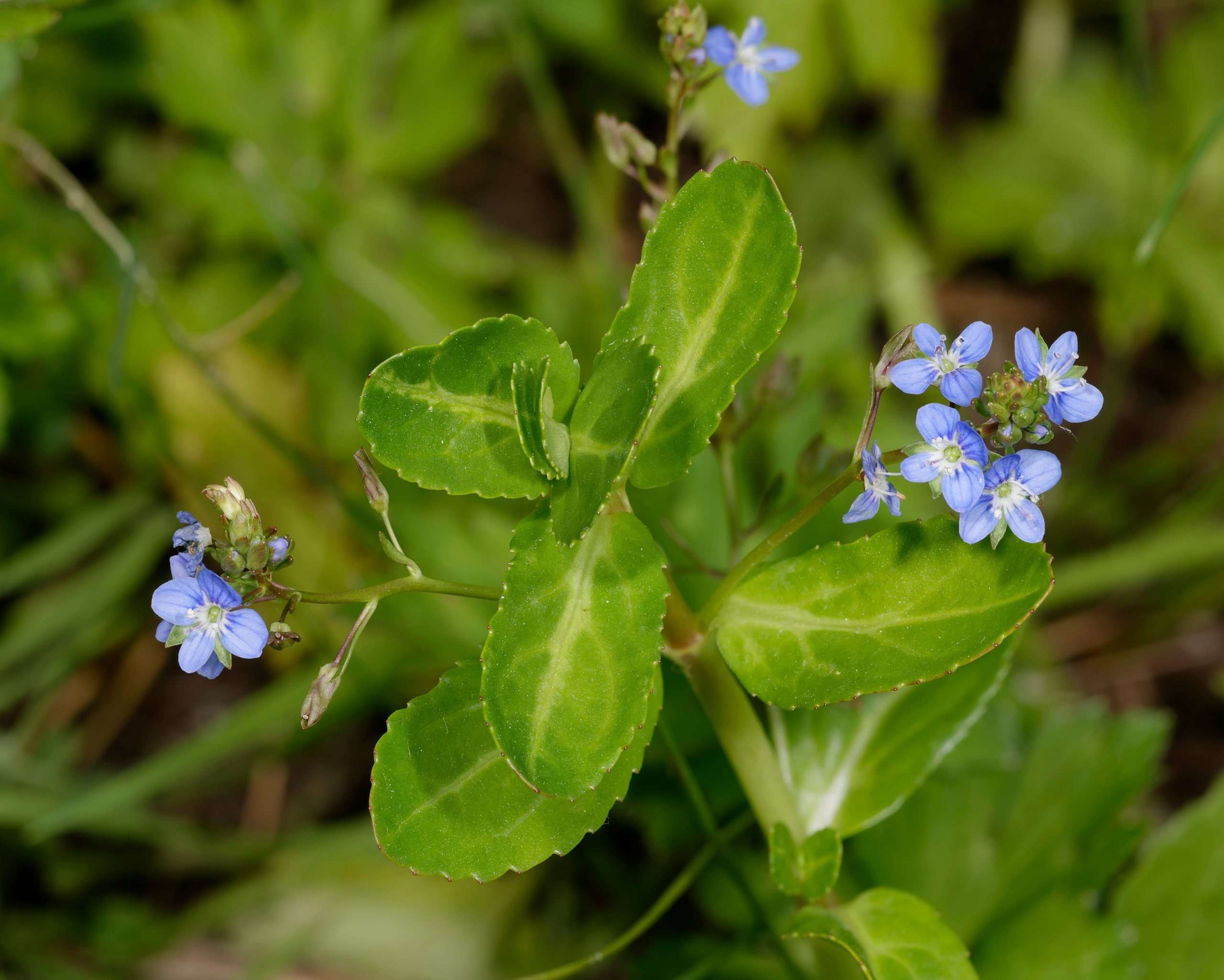 Veronica beccabunga