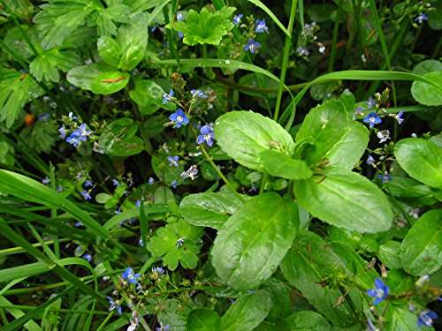 Veronica beccabunga