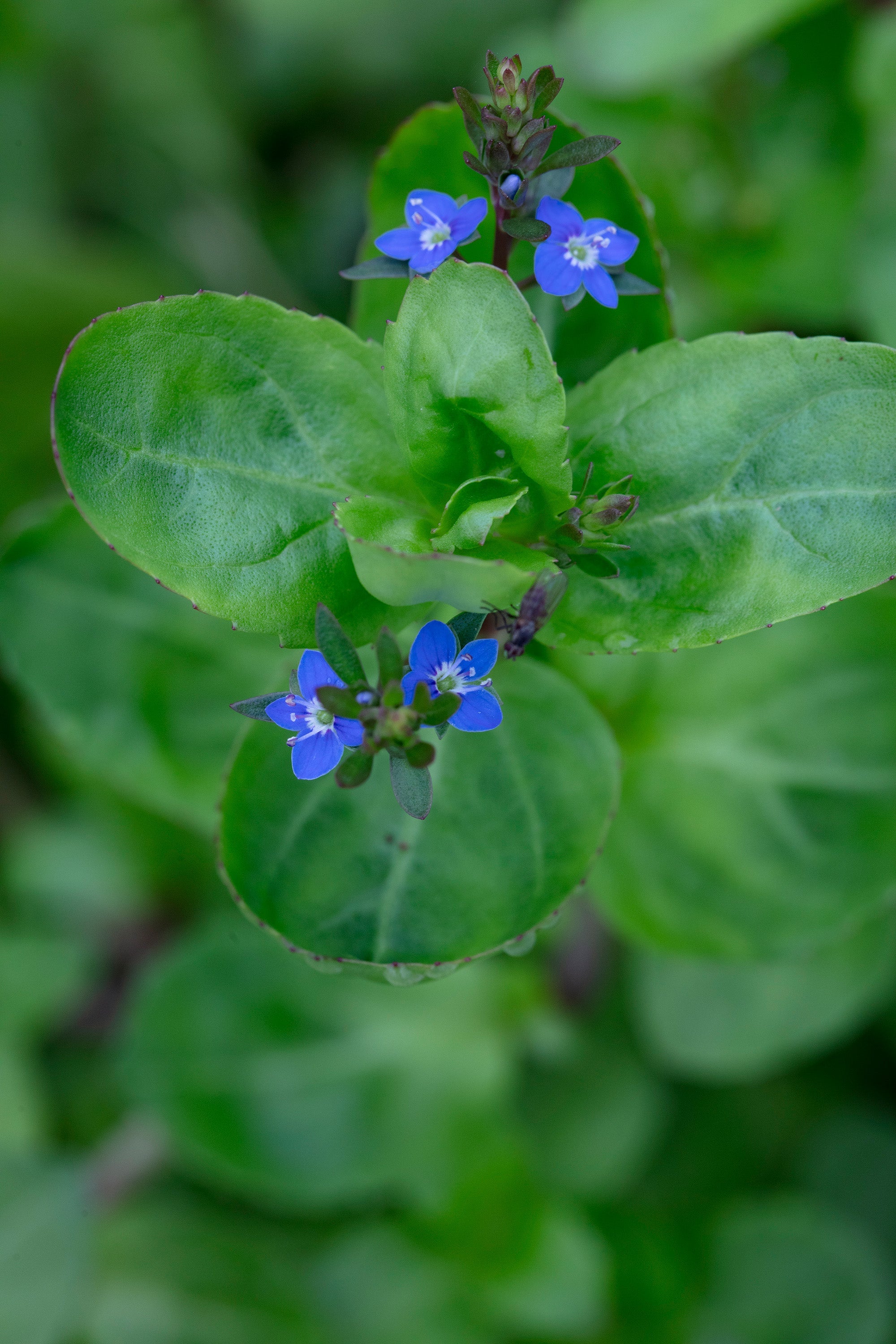 Veronica beccabunga