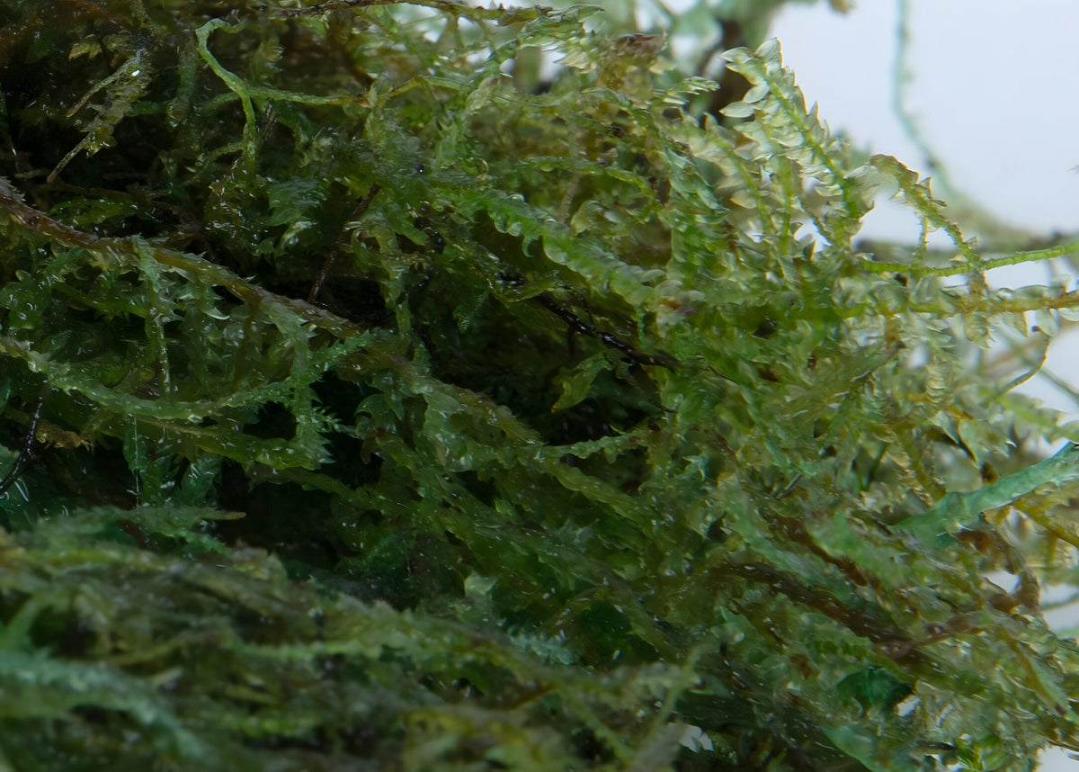 Vesicularia dubyana (Java Moss)