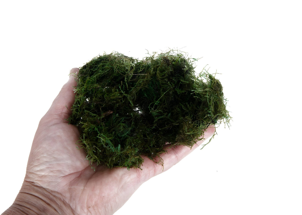 Vesicularia dubyana (Java Moss)