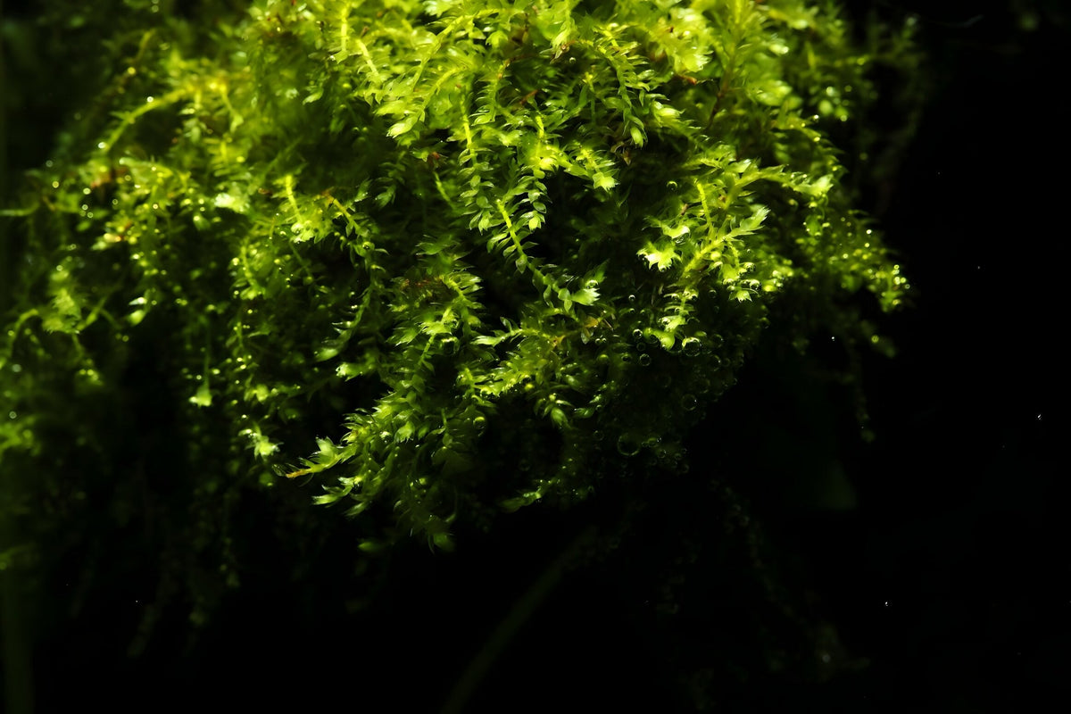 Vesicularia ferriei 'Weeping Moss'