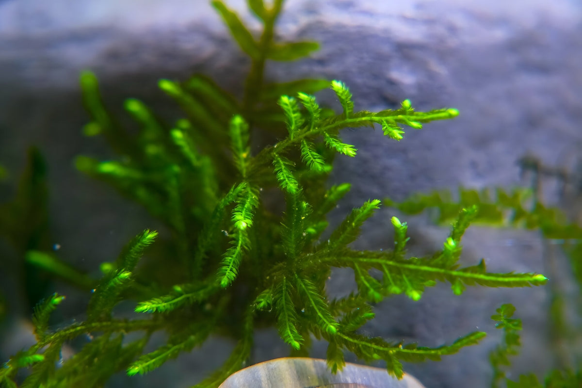 Vesicularia montagnei Christmas Moss