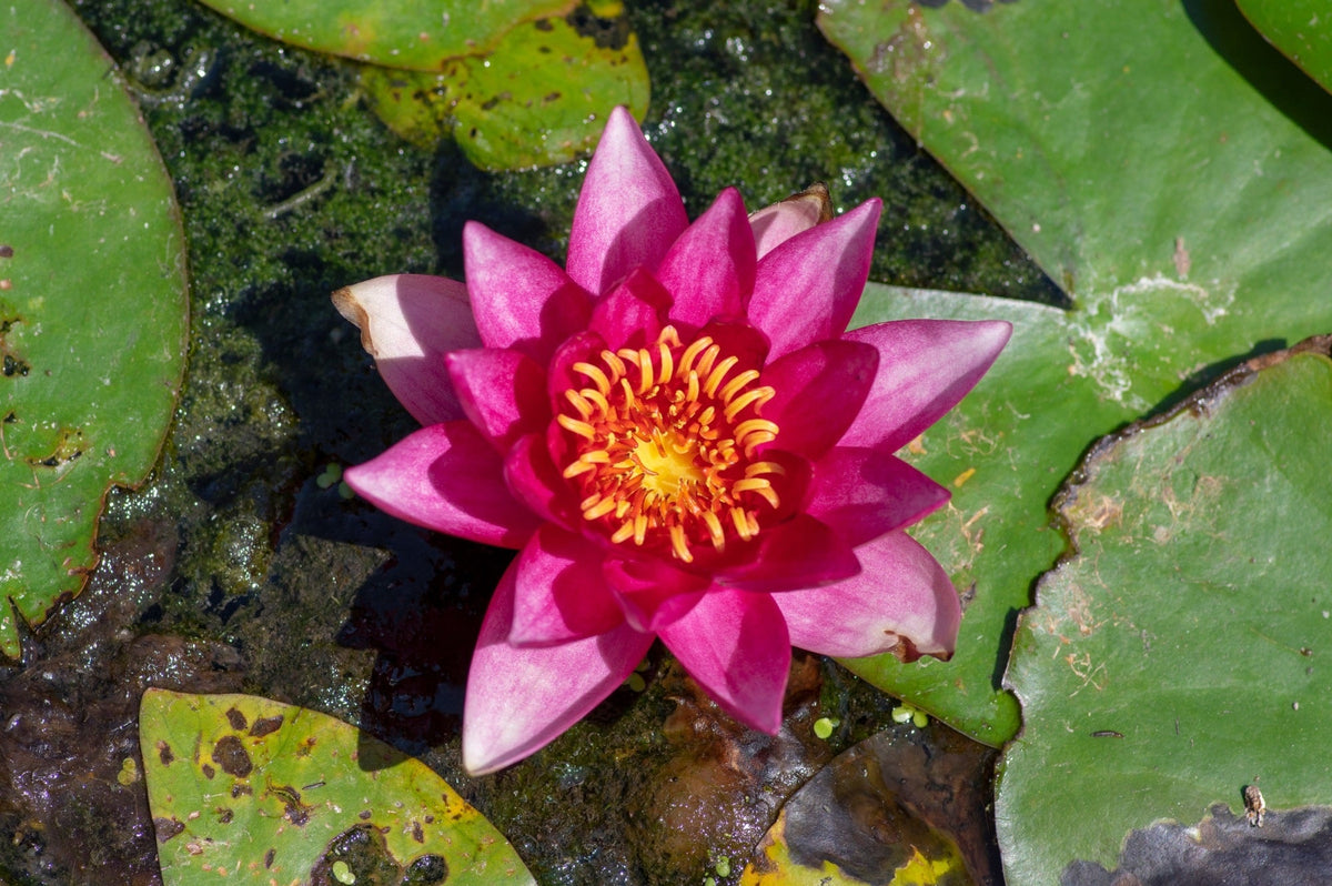 Nymphaea 'Vesuve'