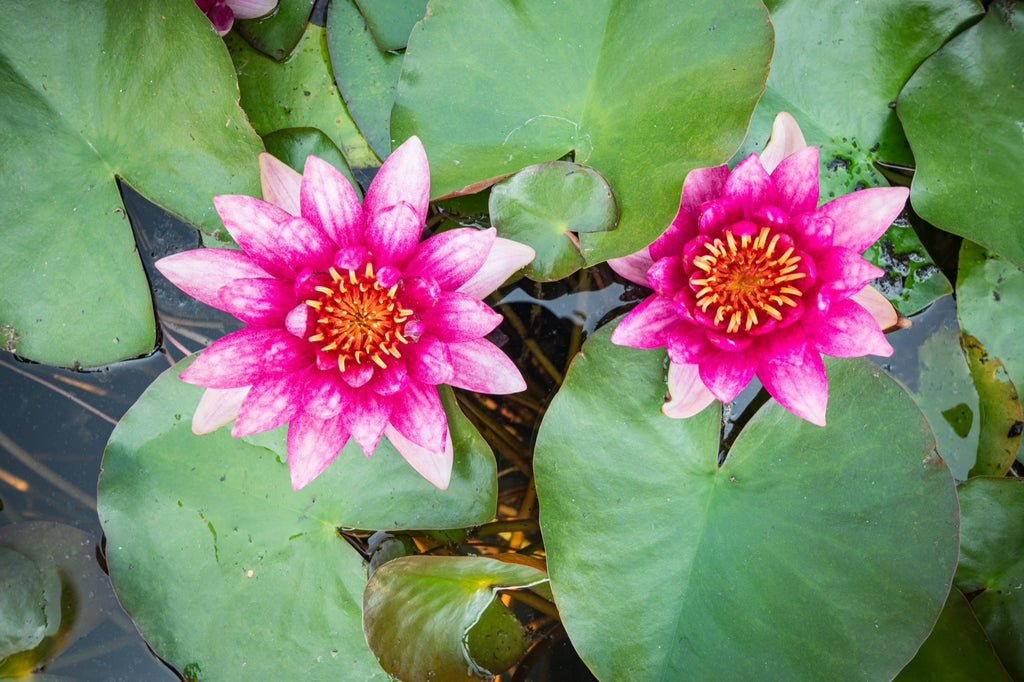 Nymphaea 'Vesuve'