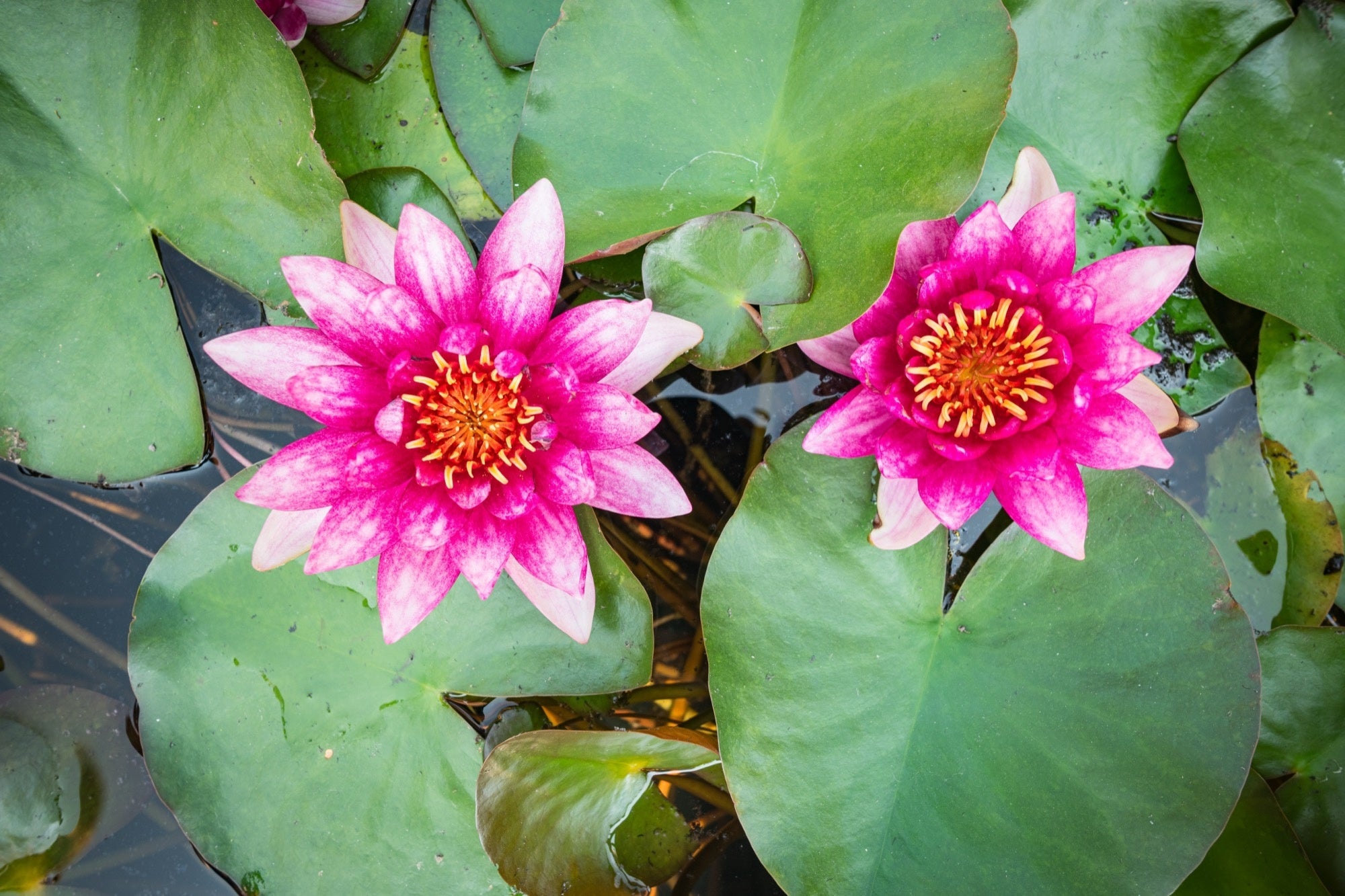 Nymphaea 'Vesuve'