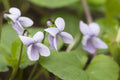 Viola palustris