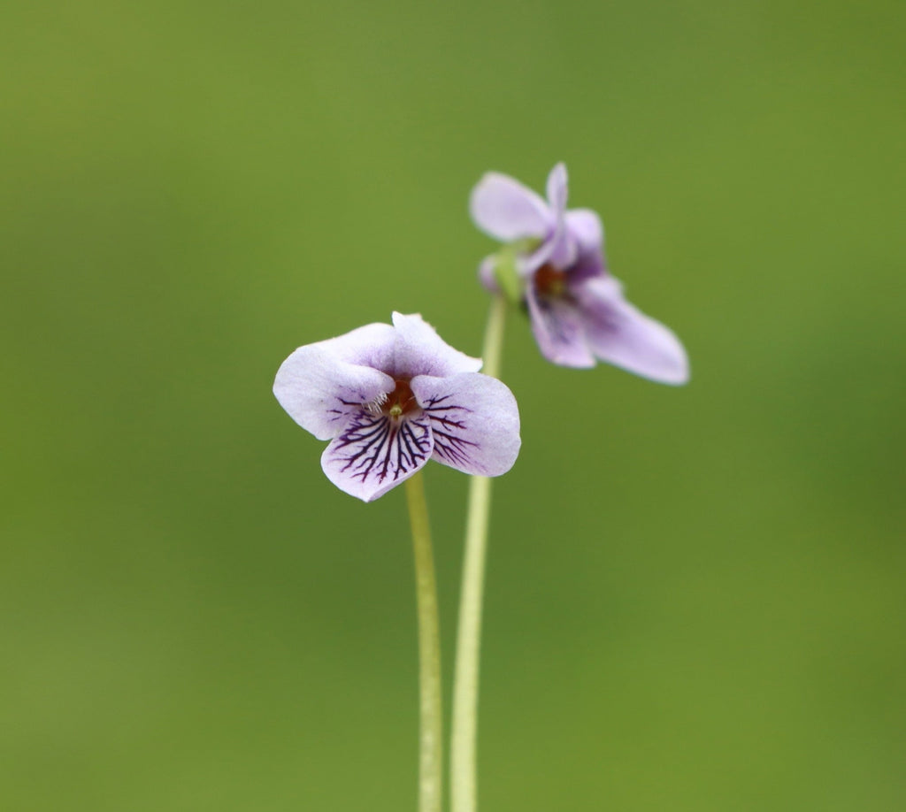 Viola palustris